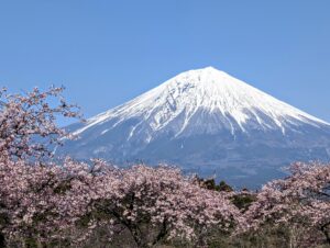 手前に河津桜、奥に富士山が見える晴れの日の美しい風景